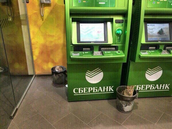 Подборка забавной живности