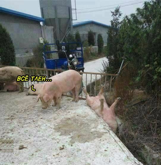Это просто дикость какая-то