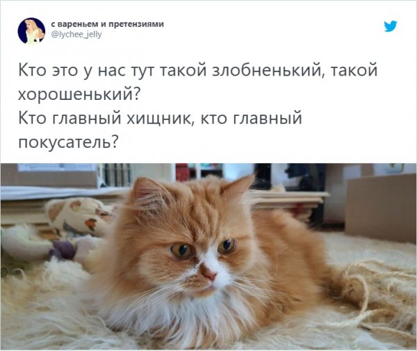 "Купил коту игрушку" и другие картинки