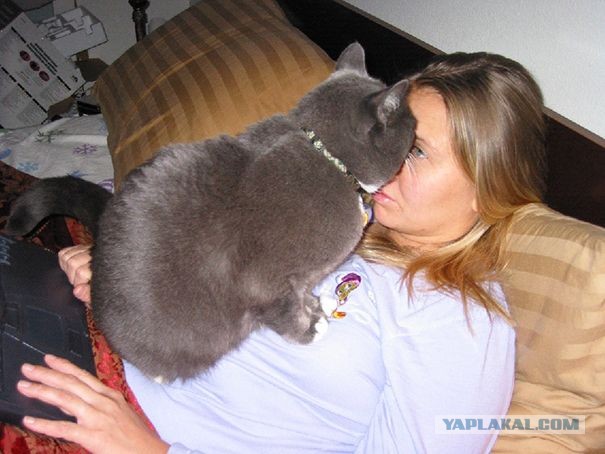 Коты, которые чихать хотели на ваше личное пространство