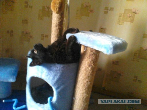Коты белые, 12 литров