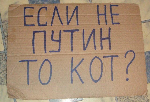 Россию сочли самой кошачьей страной мира