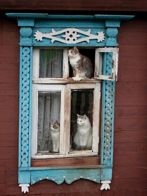 Коты деревенской породы