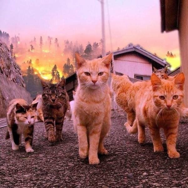 Коты деревенской породы