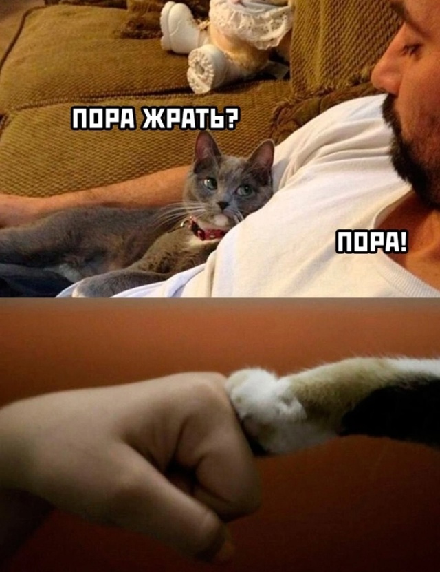 Весёлый полтишок 03.01.25