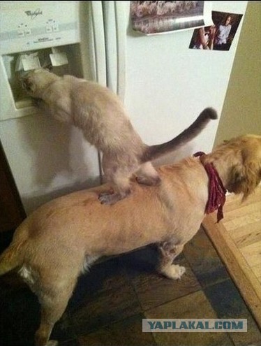 Охлажденное мясо