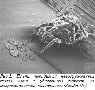 Ищем клеща!