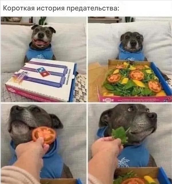 Винегрет из собак