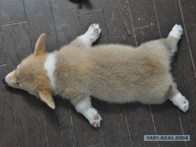 Завели щенка Корги