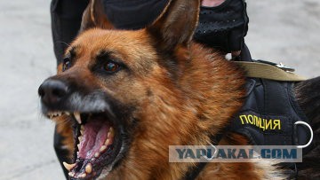 Обезумившие "налоги" кидаются на граждан