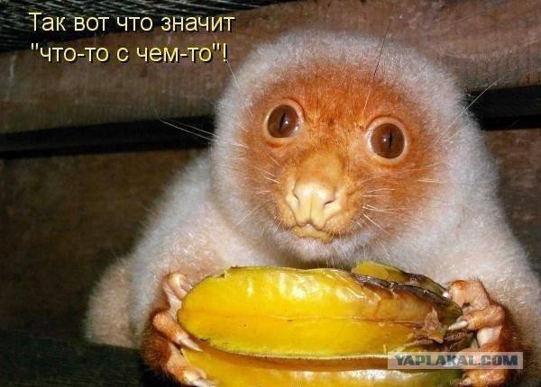 Весёлые картинки. Разбавим будни