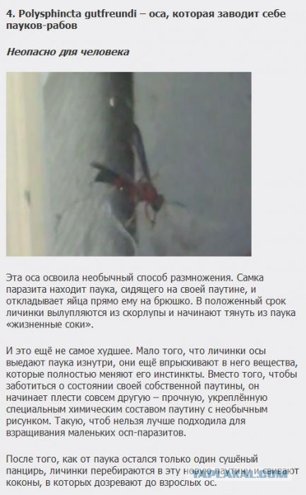 Существа, которых стоит бояться
