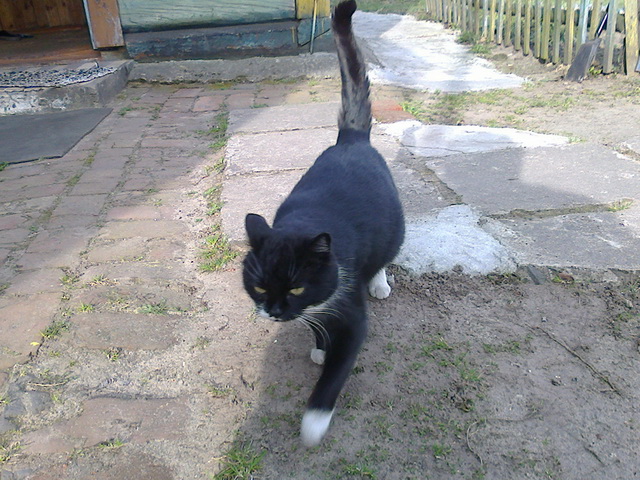 Котовторник 01.04.2014