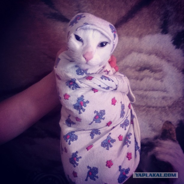 Котовторник 6.05.2014