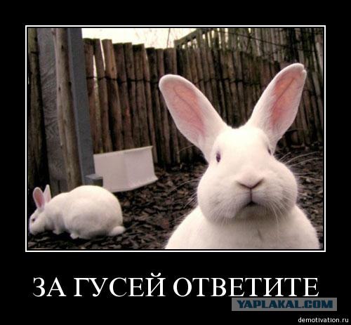 Здравствуйте - это гусь