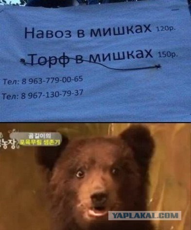 Медведи почти на все случаи жизни