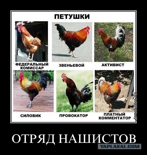 дед пинает петуха. крысы дерутся насмерть. пнул петуха. смешная курица. пнул петуха.