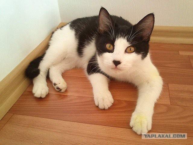Котовторник 20.01.2015