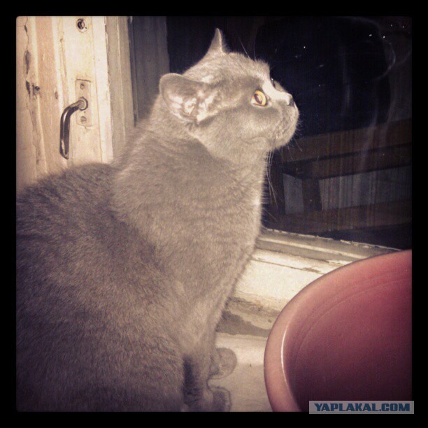 Котовторник