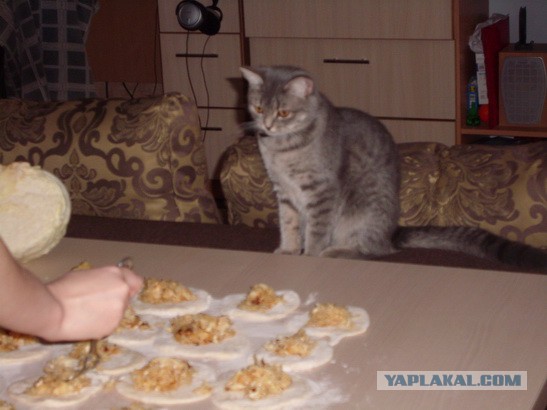 Котовторник