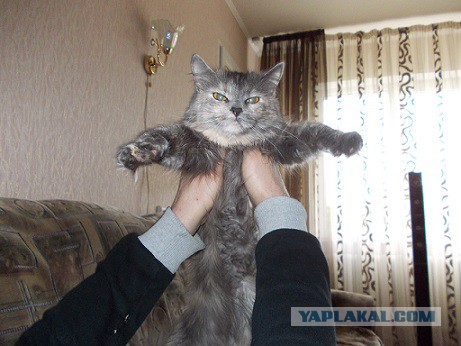 Котовторник   02.06.2015