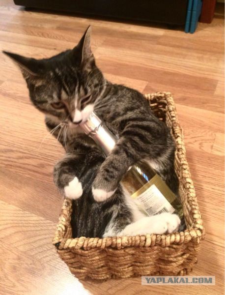 Котовторник 16.06.2015., Котовторник наступил!
