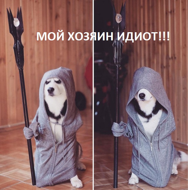 Хаски: целая охапка хмурой милоты
