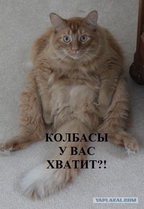 В Перми арестовали кота