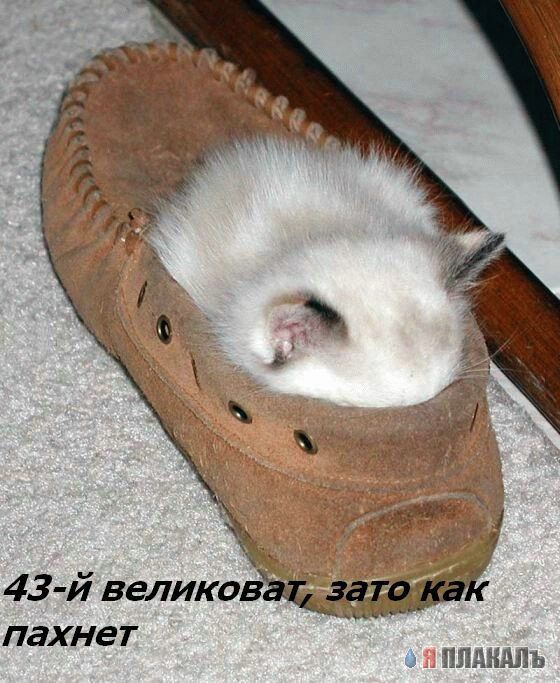 Дюжина кошаков