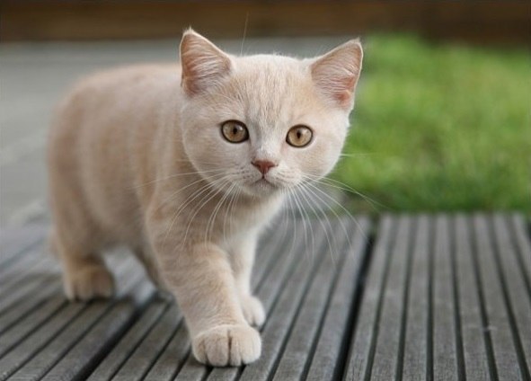 Божьи твари