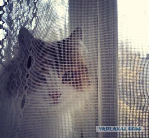 Котовторник 01.11.2016 г.