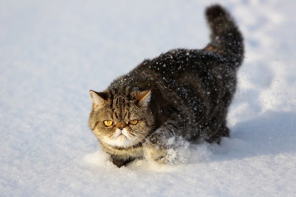 Коты из сети