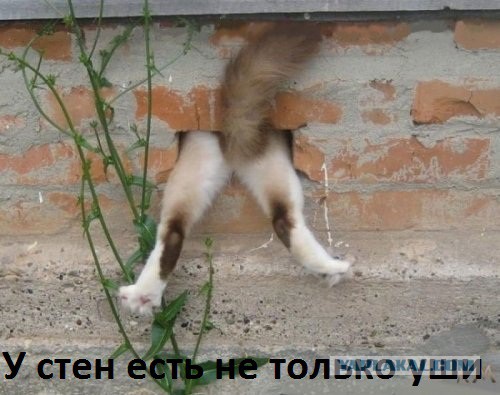 25 порций юмора не для всех