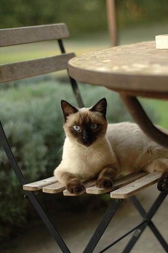 Коты и Кошки