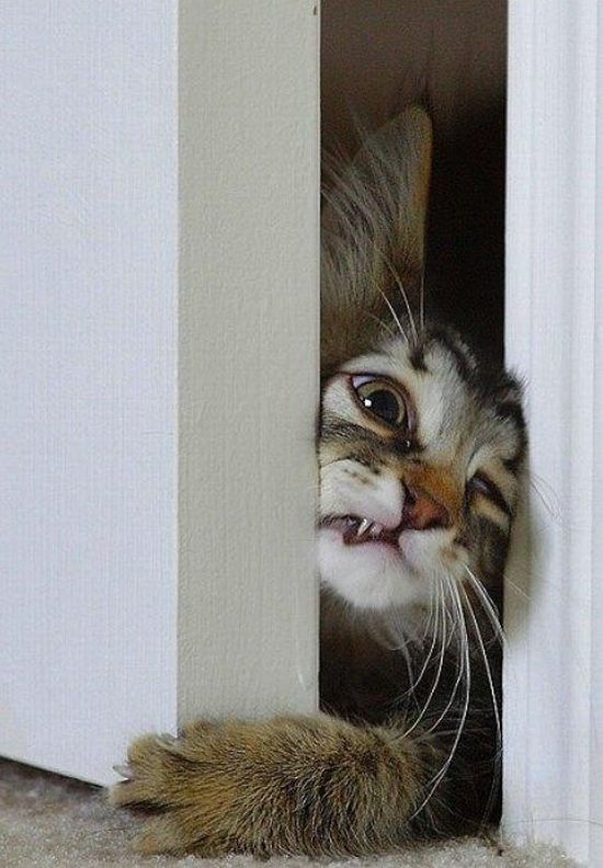 Коты и Кошки