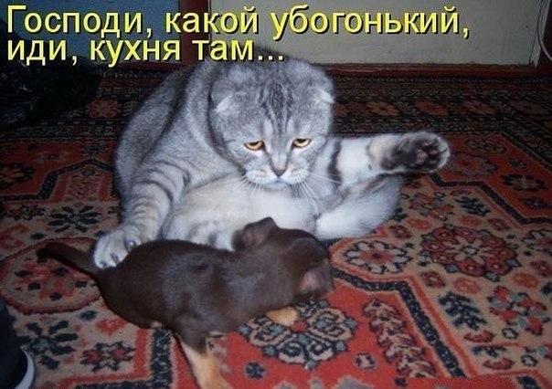 Идиотизма разного пост