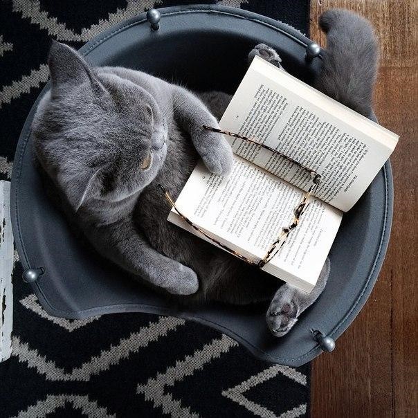 Коты и Кошки