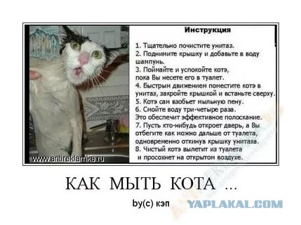 Кот, тем не менее, совершенно распустился, к зиме оброс бородой и где-то потерял совесть