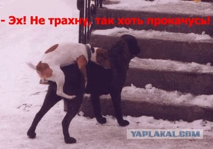 Собакопятница!