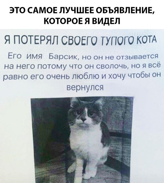 Прикольных котов пост