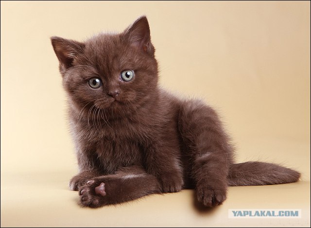 It's Catursday Fever! (Котовторник)