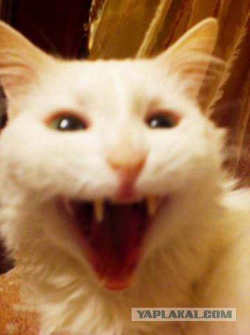 Котовторник уже сегодня!