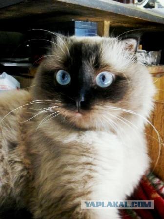 Котовторник 11.09.2012