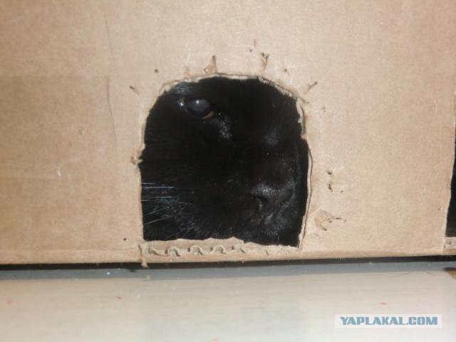 Котовторник 12.02.13