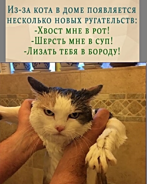 Картинки с надписями с котами и про котов