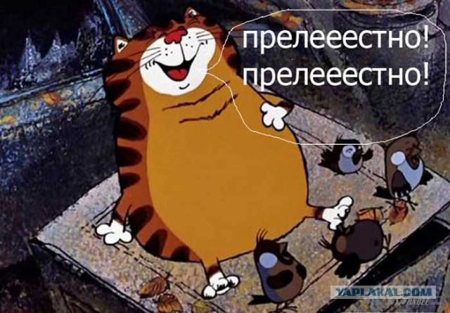 В Шереметьеве не пропустили в самолет слишком толстого кота 
