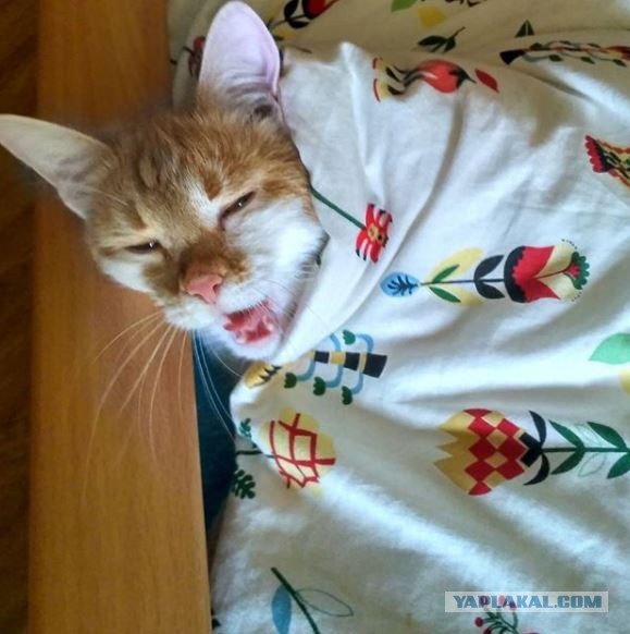 Мой котяра!