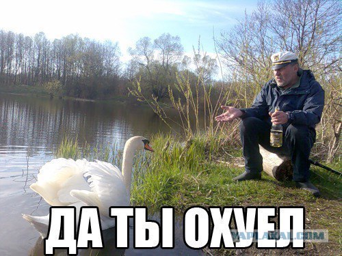 Наглый аист