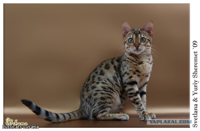 О бенгальских котах на наглядном примере