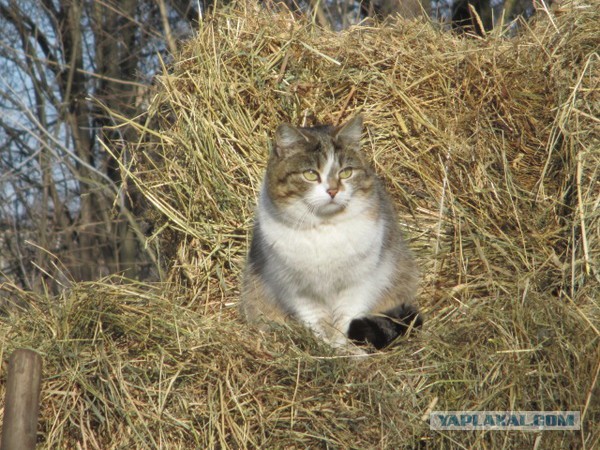 Котовторник 11.03.2014